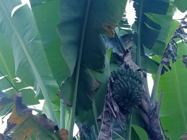 Pohon pisang kepok. Foto pribadi