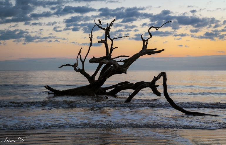 Quiet morning, Jekyll Island, Driftwood Beach. Foto by Irina Dimulescu, Flickr.