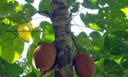 Pohon dan buah kepayang. Sumber: http://www.baturajaradio.com/