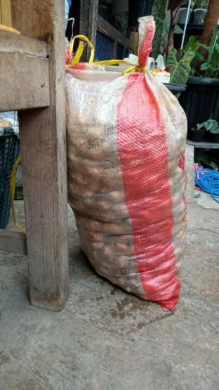 Pongge yang Terkumpul di Salah Satu Rumah Warga di Dusun Giyanti, Kecamatan Candimulyo (Dokpri)