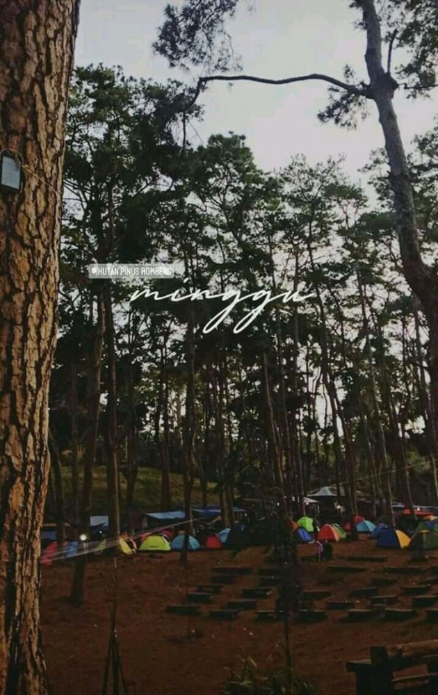 Kancut Rombeng Hutan Pinus Rombeng menjadi destinasi wisata unggulan Kabupaten ...