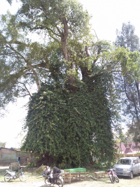 Pohon kayu kuda-kuda desa Lingga (Dokumentasi Pribadi)