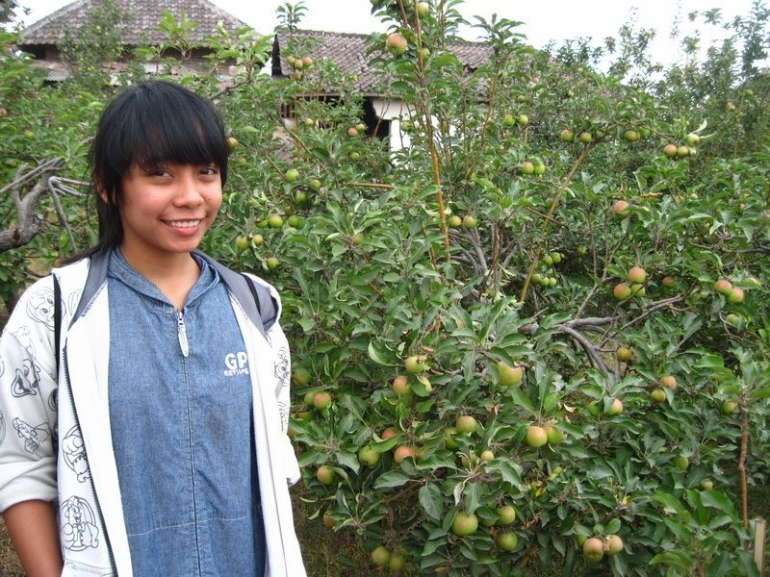 Wisata petik apel Manalagi di kebun kami juga bisa. Dokumen pribadi.