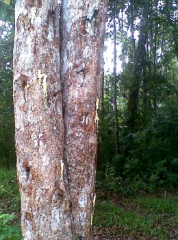 Pohon Haminjon/Kemenyan di Rahut Bosi, Pangaribuan, Taput, Sumut. Foto doc Parlin Pakpahan.
