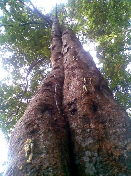 Pohon Haminjon/Kemenyan (Styrax Sumatrana) di Rahut Bosi, Pangaribuan, Taput, Sumut. Foto doc Parlin Pakpahan.