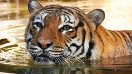 Imlek 2022: Mungkin Masih Banyak yang Belum Terungkap dari Shio Macan (bbc)