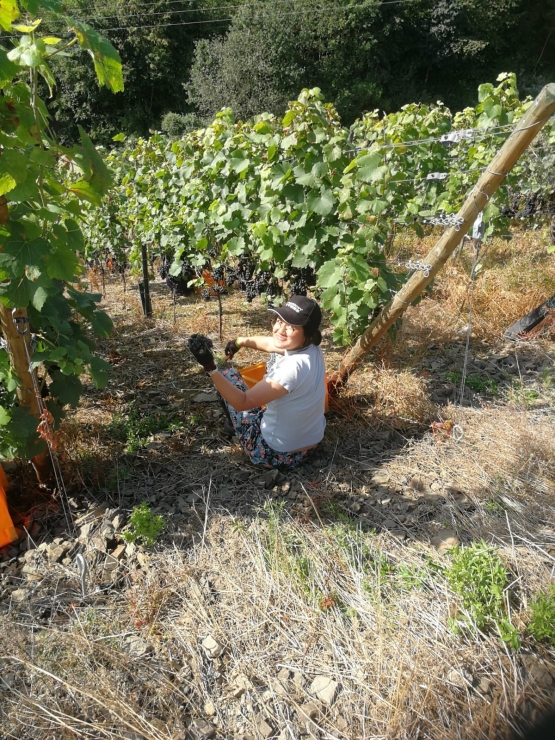 curamnya kebun anggur hingga lebih baik duduk saat memetik, daripada berdiri dan tergelincir | Dokumentasi pribadi