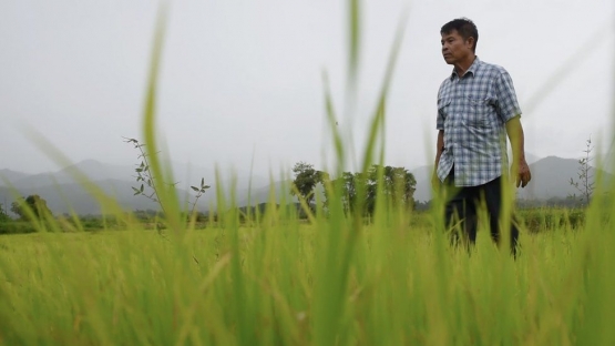Keluar dari penjara, Kriangkrai bekerja sebagai petani di kampung halamannya. Foto ini pada tahun 2019 | Foto milik BBC Thailand