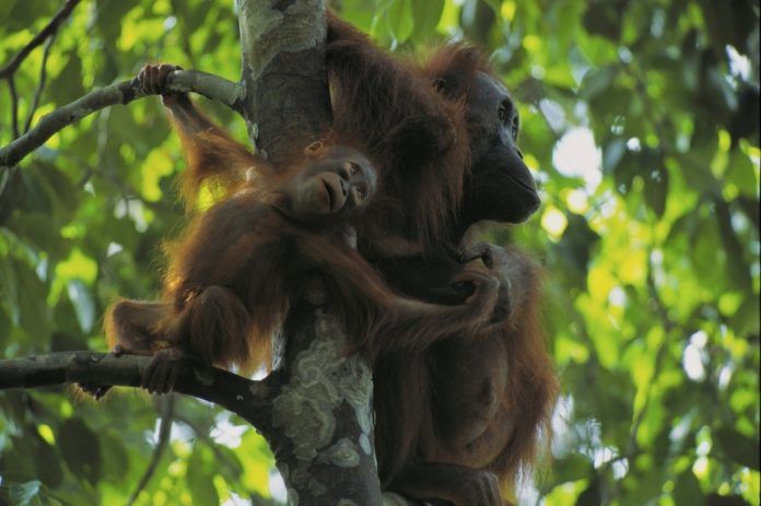 Anak orangutan bersama induknya. (Foto : Tim Laman).