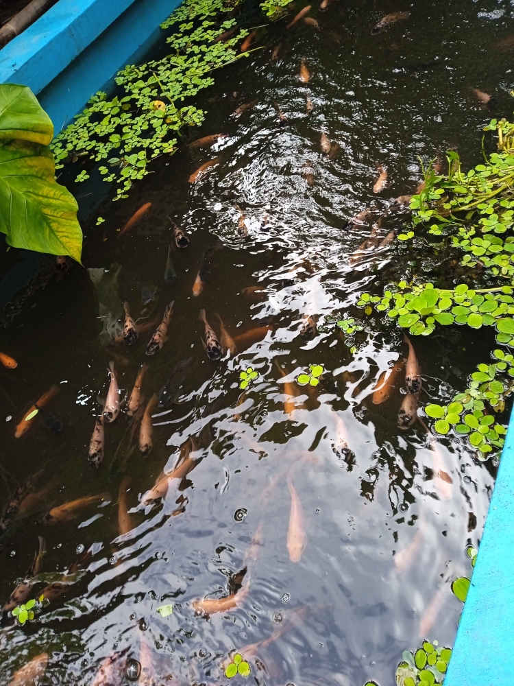 Budidaya ikan nila di kolam sempit | Dokumentasi pribadi