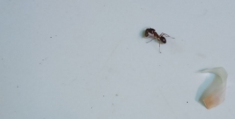 Gambar semut penyengat /dokpri