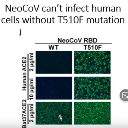 NeoCov Can't Infect Human cells without T510F Mutation (biorxiv.org)
