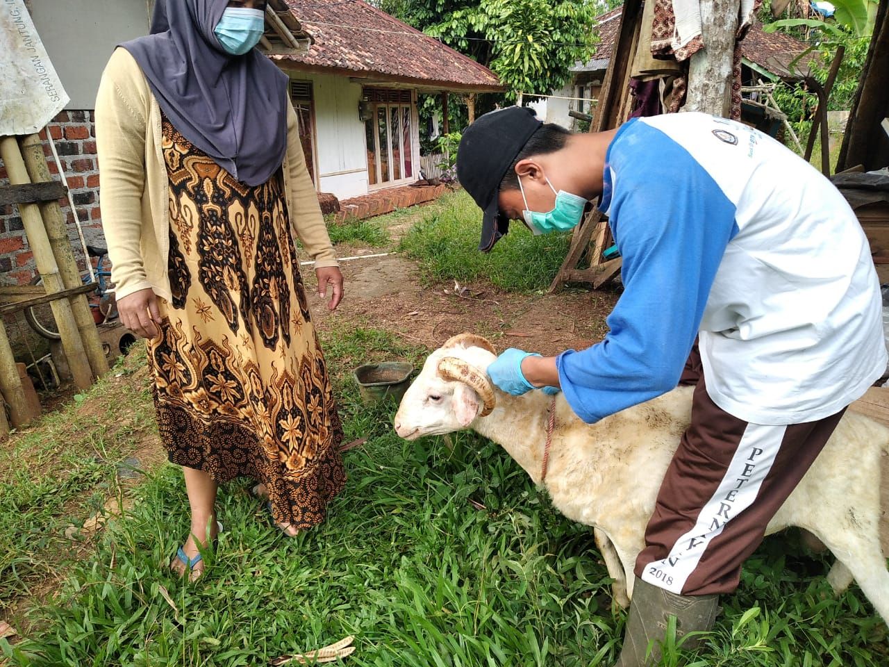 Domba Sehat, Peternak Bahagia: Panduan Lengkap Pencegahan Penyakit pada Domba!