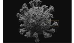 Peneliti mempublikasikan penampakan 3D bagian luar virus corona SARS-CoV-2 yang tampak berbintik dan aktif bergerak. (Solodovnikov A. & Arkhipova)