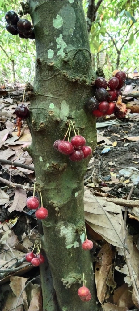 Pohon rengga atau meru | Dokumen pribadi oleh Vita Jo.