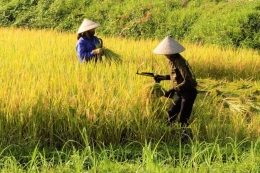 Ilustrasi petani padi konvensional. Sumber: Pixabay/Nguyen Van via Kompas.com