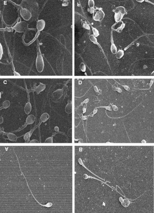 Jinslar sexy Chelan Simmons jinsiy aloqa