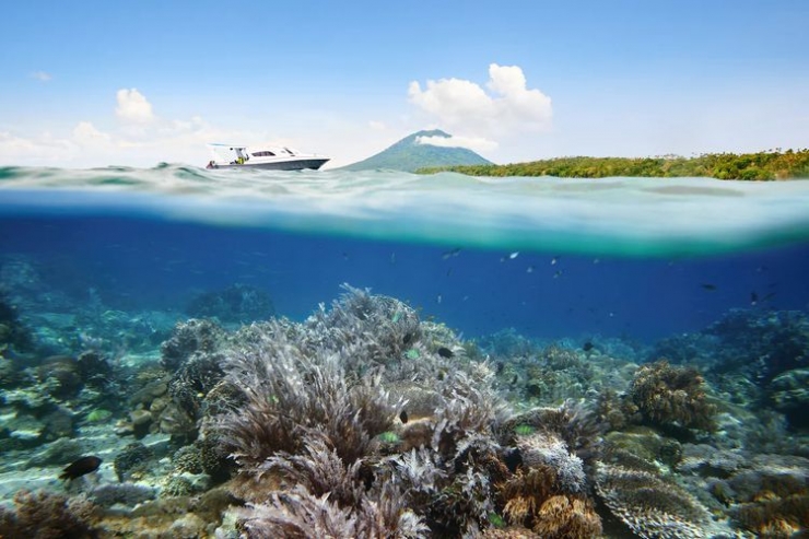 Cantiknya terumbu karang, pemandangan kehidupan bawah laut di Likupang (sumber gambar: kompas.com)