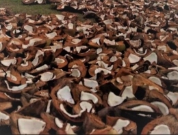 Buah kelapa yang sedang dijemur dalam proses menjadi kopra | Dokumen pribadi oleh Nasa