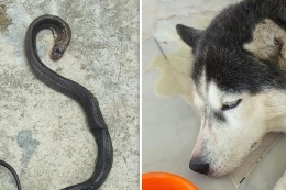 Pengorbanan Seekor Anjing Membunuh Ular Kobra Yang Masuk Pekarangan Rumah Majikan | Sumber Mothership via Kompas.com