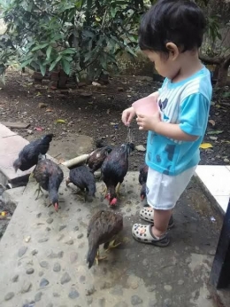 Seorang Anak Tengah Memberi Makan Ayam Peliharaan | Sumber Everonia