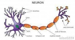 Struktur Neuron(Sumber Gambar.kompasiana.com)