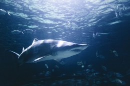 ilustrasi ikan salmon dan ikan hiu |islampos.com