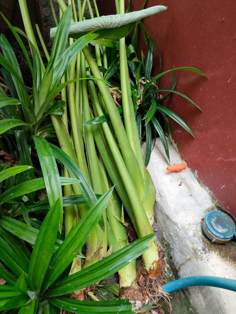 Lompong, Colocasia esculenta, ditaruh di tempat lembab dekat pandan wangi. (Sumber: Dokumentasi pribadi)