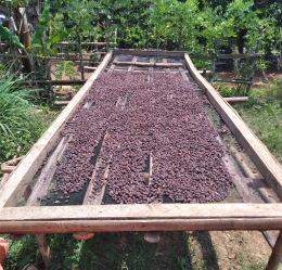Petani Bukit Jambi dilatih untuk jemur buah kopi pilihan di atas para-para. Dokumentasi pribadi