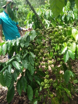Tanaman kopi petani Bukit Jambi yang dipangkas dan dirawat. Dokumentasi pribadi