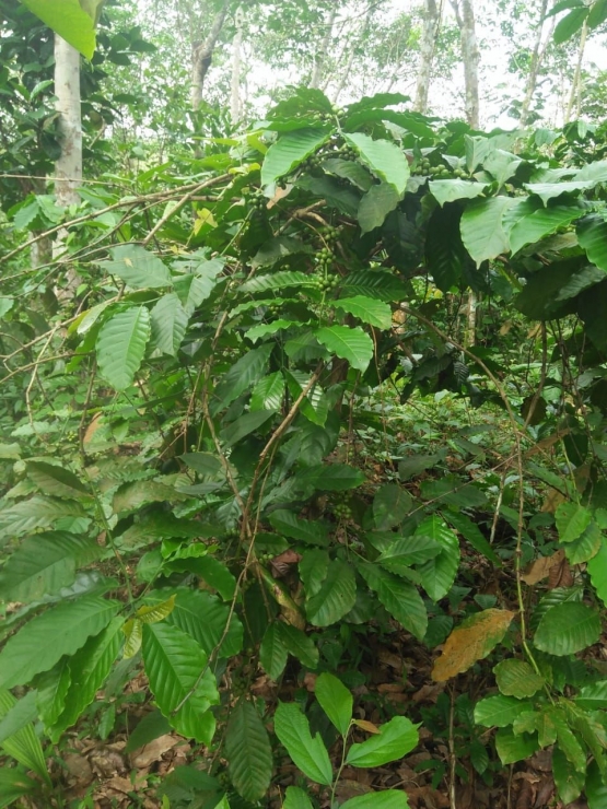 Tanaman kopi Petani Bukit Jambi tidak dipangkas dan tidak dirawat. Dokumentasi pribadi