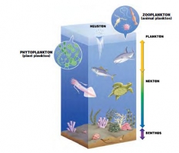 Jenis organisme pada ekosistem akuatik (sumber: https://oceanidhor.blogspot.com)