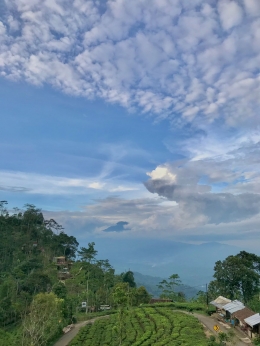 Kebun Teh Nglinggo (dok.pribadi)