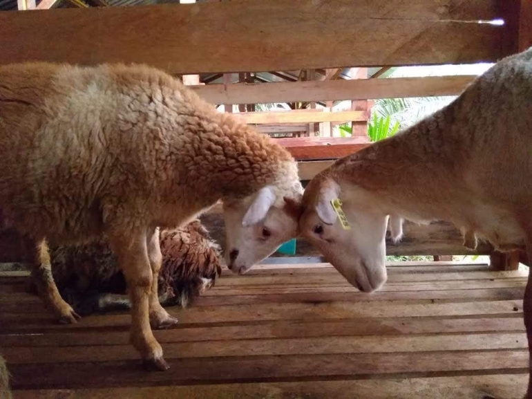 Image: Kuatkan hati, jangan mau diadu-domba...