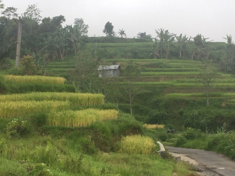 Image: Alam Desa Parahyangan (Photo by Merza Gamal)