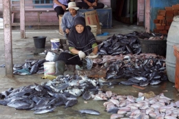 Industri yang menggunakan daging ikan kambing-kambing di Aceh. Sumber: antarafoto