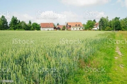 Ladang gandum (sumber: istockphoto.com)
