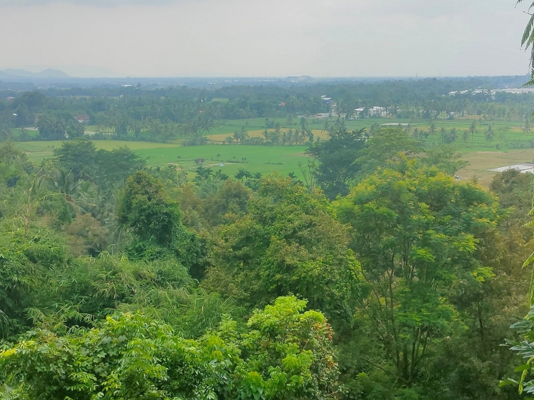 Pemandangan sawah dan hutan kecil (dok pribadi)