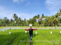 Marzuki, fasiliator Aceh di lahan percobaan berdamping mulsa tanpa olah tanah tanaman padi (Dokpri)