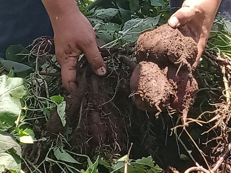 Memetik pelajaran dari menanam hingga memanen ubi jalar (Dokumentasi Pribadi)
