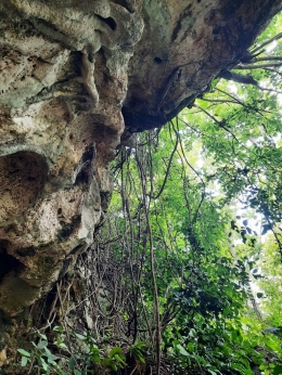 Pohon dan akar di bagian atas-depan Sodong. Dokumentasi penulis