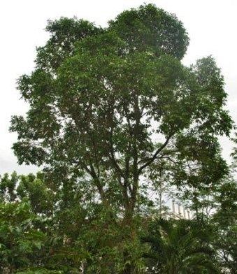 pohon pakoba(sumber:bpdasbarito.or.id)