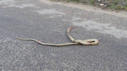 Seekor bangkai ular melintang di jalan. (Bangkapos.com) 