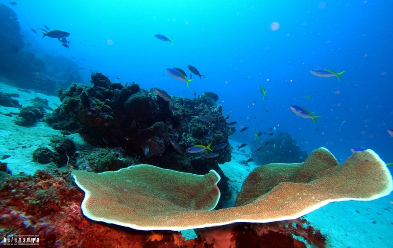 Pesona Keindahan Alam Di Laut Dan Darat Ambon Manise