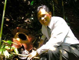 Image: Kakek Merza dan Rafflesia Arnoldi yang sedang mekar.