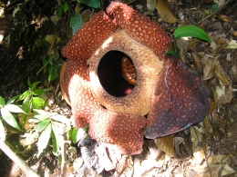 Image: Rafflesia Arnoldi yang mekar hanya 7 hari saja, setelah itu layu dan membusuk (Photo by Merza Gamal)