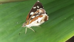 Kupu-kupu yang indah (DokPri)
