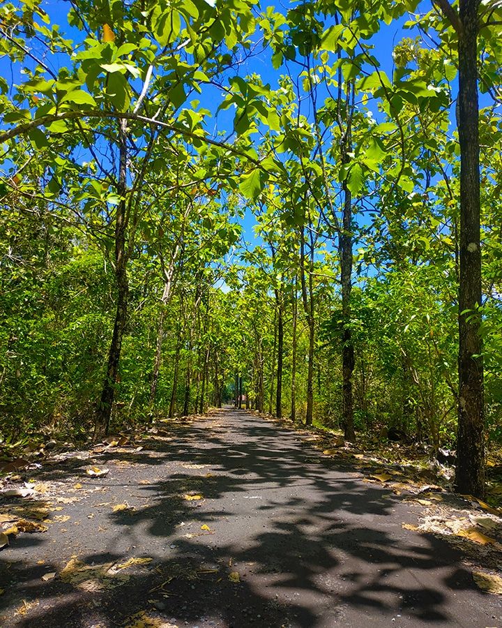 Akses jalan menuju destinasi wisata Pulo Tareba (Dokpri)