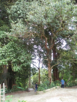 Pohon-pohon besar yang menaungi situs cagar budaya Putri Hijau di Desa Sukanalu Simbelang (Dok. Pribadi)