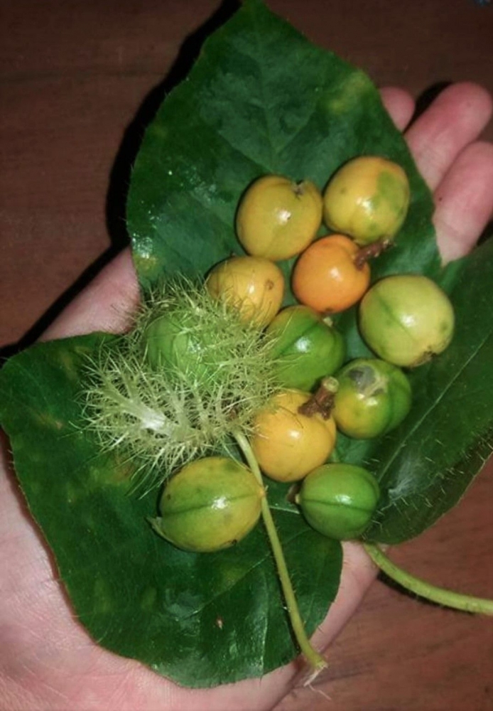 Nggerengganda (Passiflora foetida) yang hidup di Flores | Dokumen pribadi oleh Ino